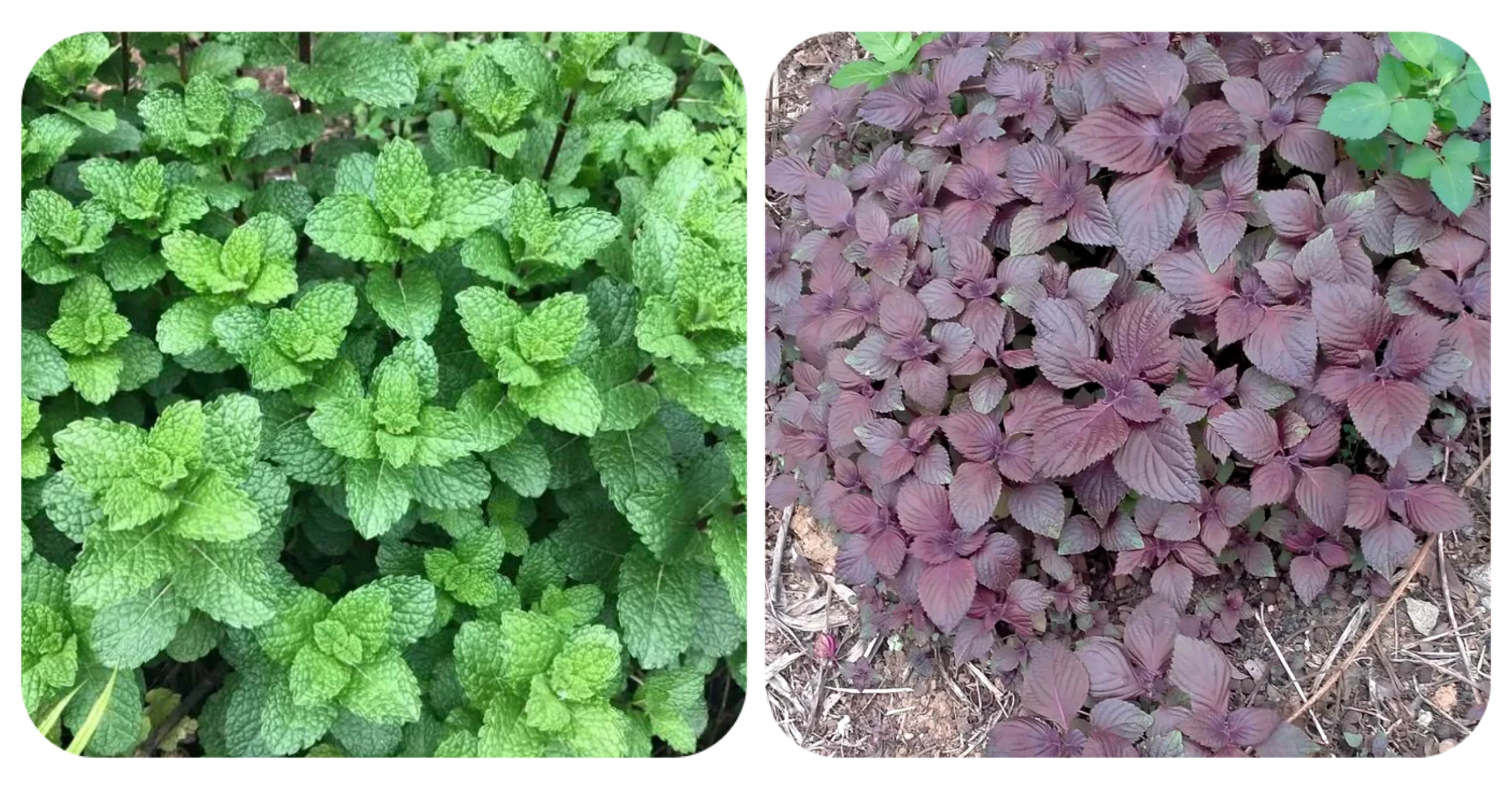 100种野菜大全图解,认识100种野菜视频大全完整版