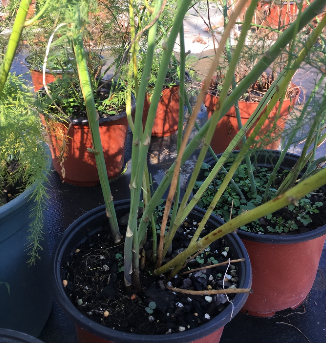 阳台种芦笋怎么养才能长得快,阳台适合栽什么样的芦笋