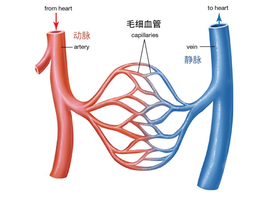 腿酸胀痛麻木可能是疾病的征兆,腿发麻是怎么回事要注意什么