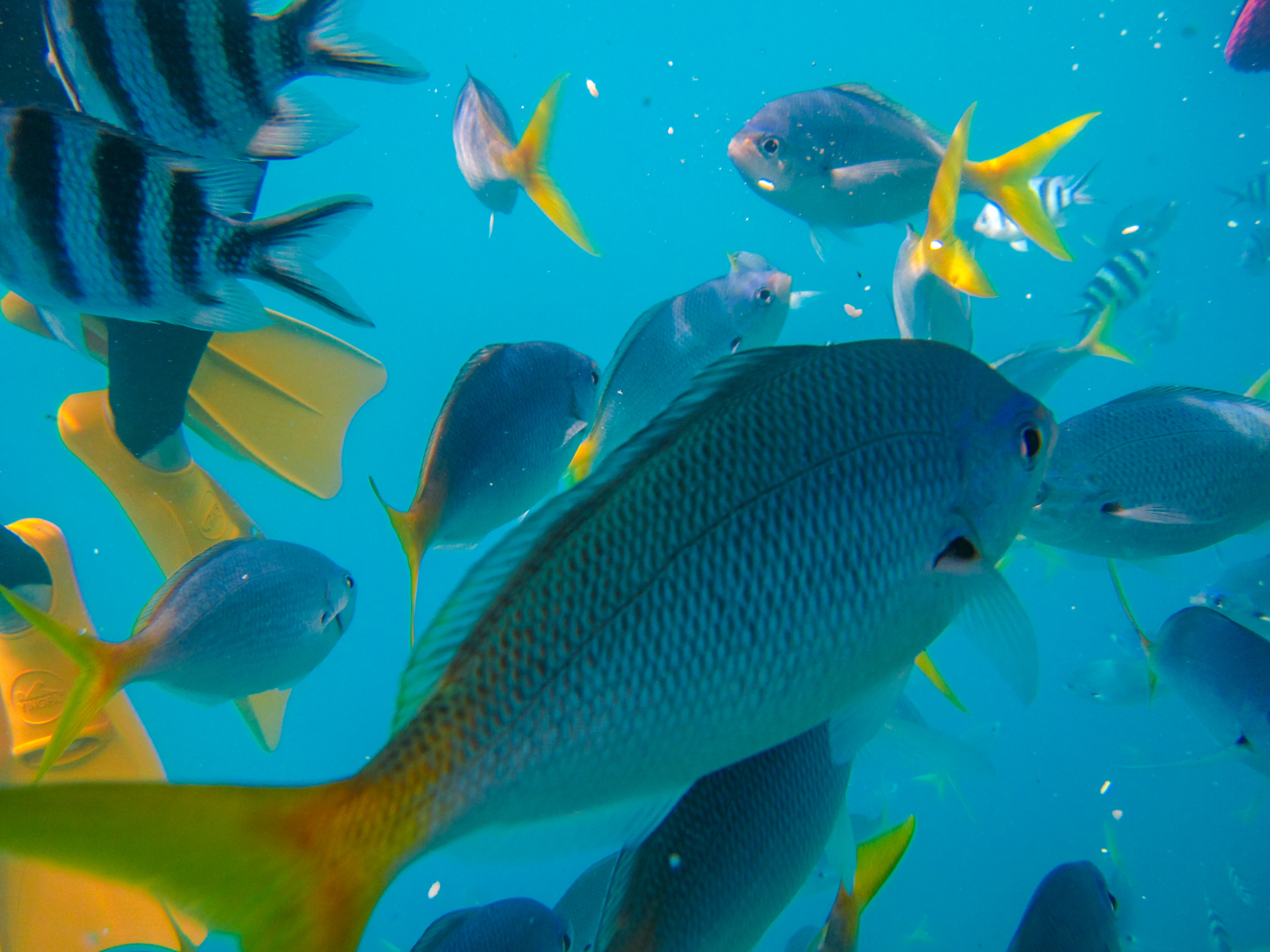 孤悬在太平洋上的岛国，帕劳，人生最值得一去的旅游目的地之一