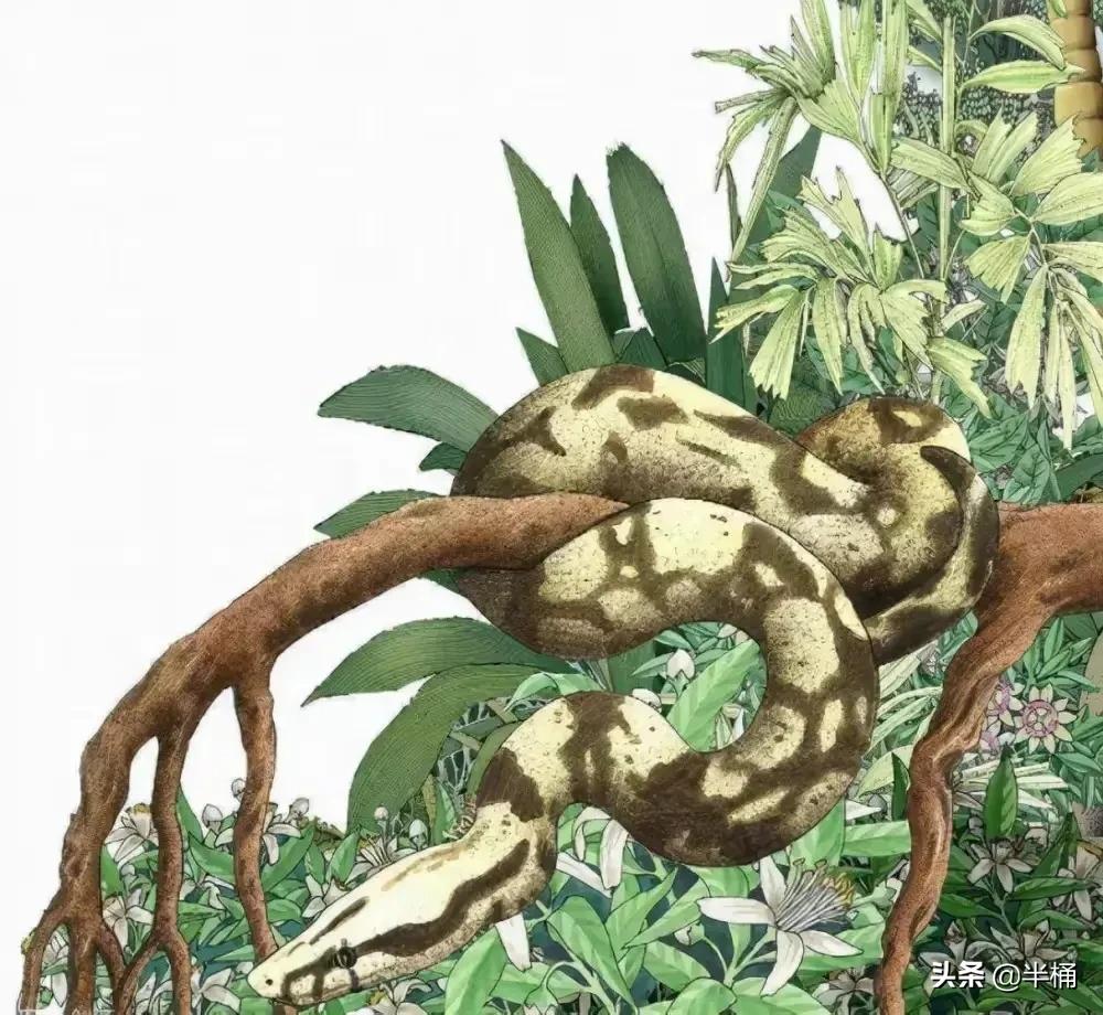 巨型网纹蟒蛇,680斤网纹蟒蛇真实视频