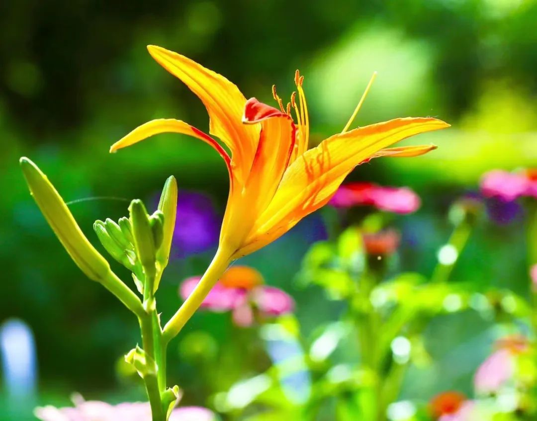 蝴蝶兰适合什么情况送,蝴蝶兰送礼一对还是一盆