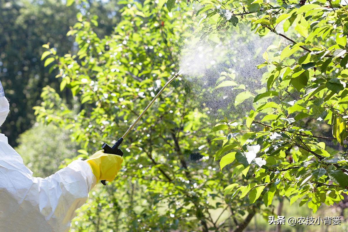 红蜘蛛和螨虫如何根除,蜘蛛螨虫最怕什么药