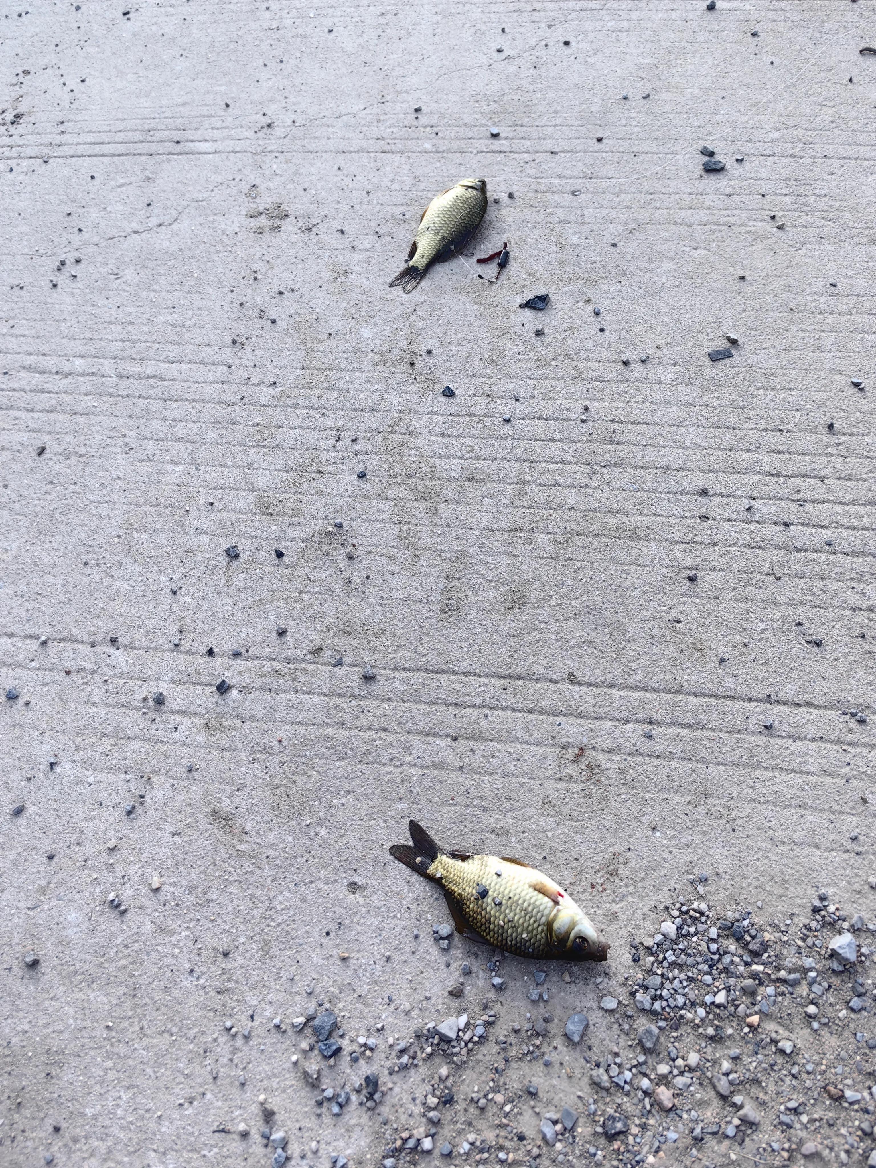 明大大原声,明大大记录生活