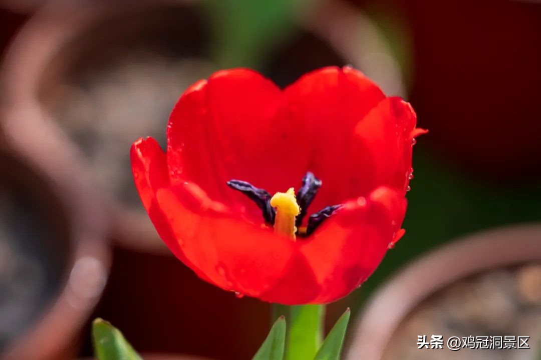 郁金香花的花语和寓意,郁金香玫瑰花语是什么