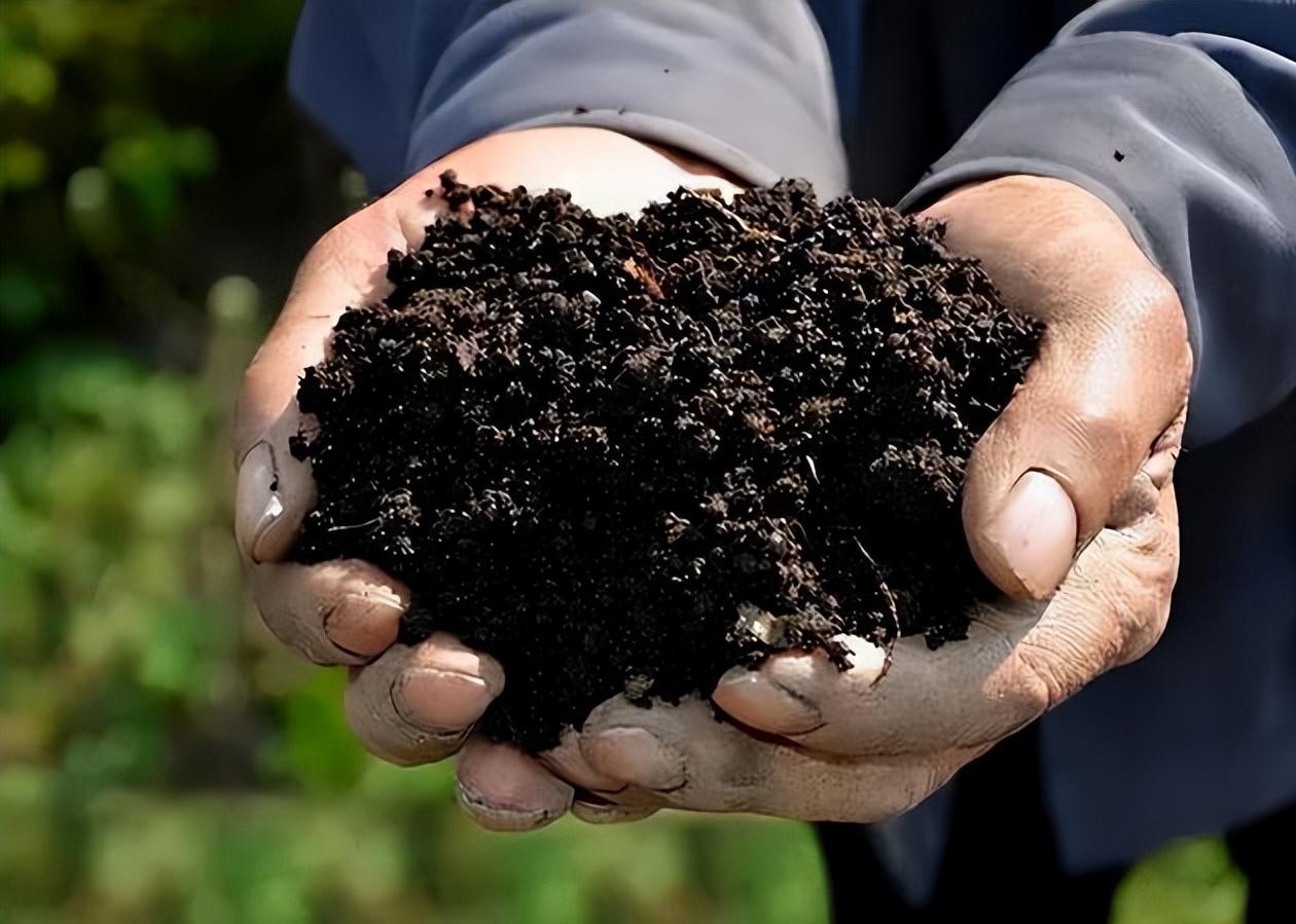 谁在砸中国人饭碗？200万年形成的“土中熊猫”，被4元贱卖给美日