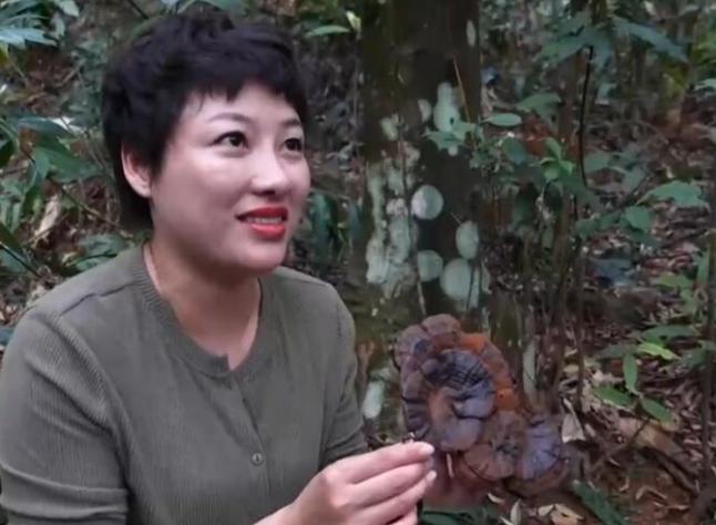 高山林下种植野生灵芝,林下种植的野生灵芝