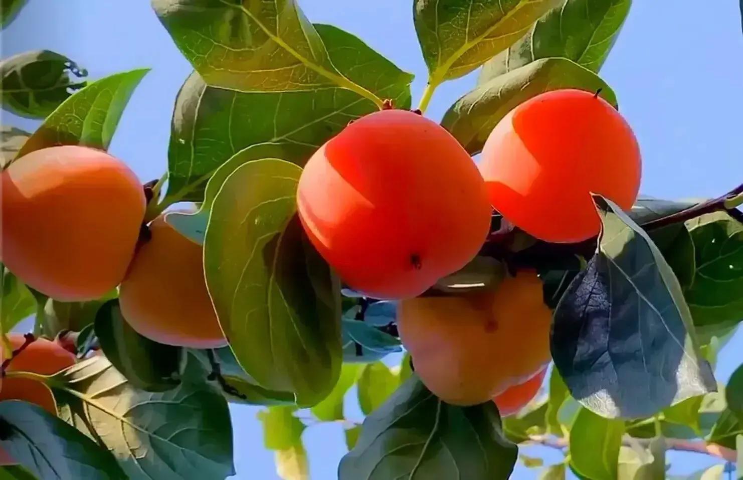 高考数学分类练习（三角函数与解三角形1）