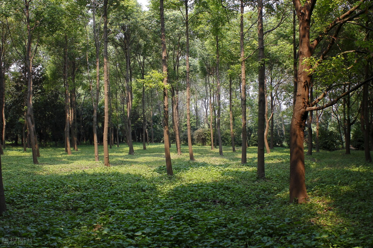 上海踏青2022,上海踏青最佳景点2021