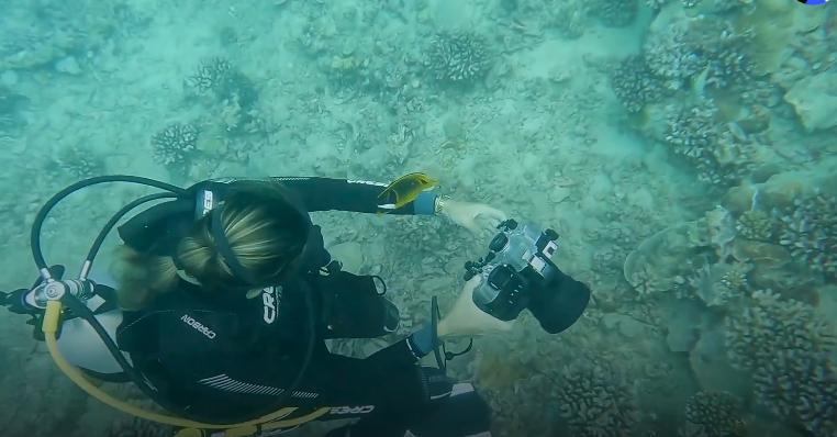 国外美女姐姐海里偶遇一只小鱼，竟引发神奇友谊！网友：前世情人