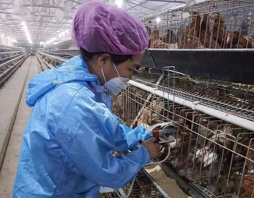 250cc血换30枚蛋！台湾省缺蛋让民众崩溃，大陆为啥没有缺蛋荒？