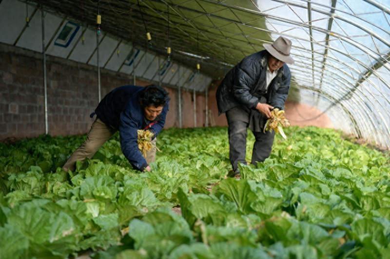*藏西**丁青县：“冬闲棚”种出“致富菜”