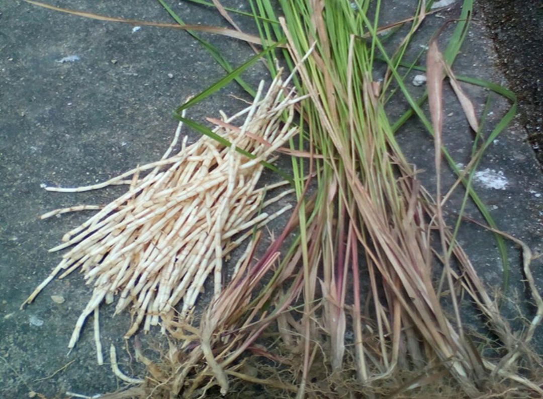 100种野菜大全图解,认识100种野菜视频大全完整版