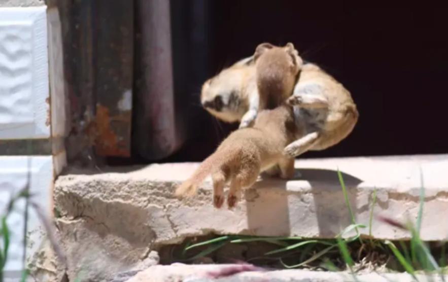 高原鼠兔是易危还是濒危,高原鼠兔到底有多可怕