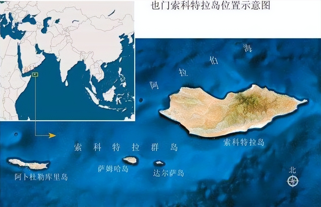 世界上最奇怪的10种树木的视频,自然界最奇怪的树