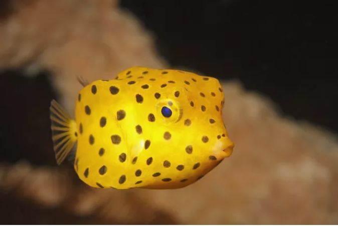 5种世界上最奇特的鱼图片,最奇葩的十种鱼类