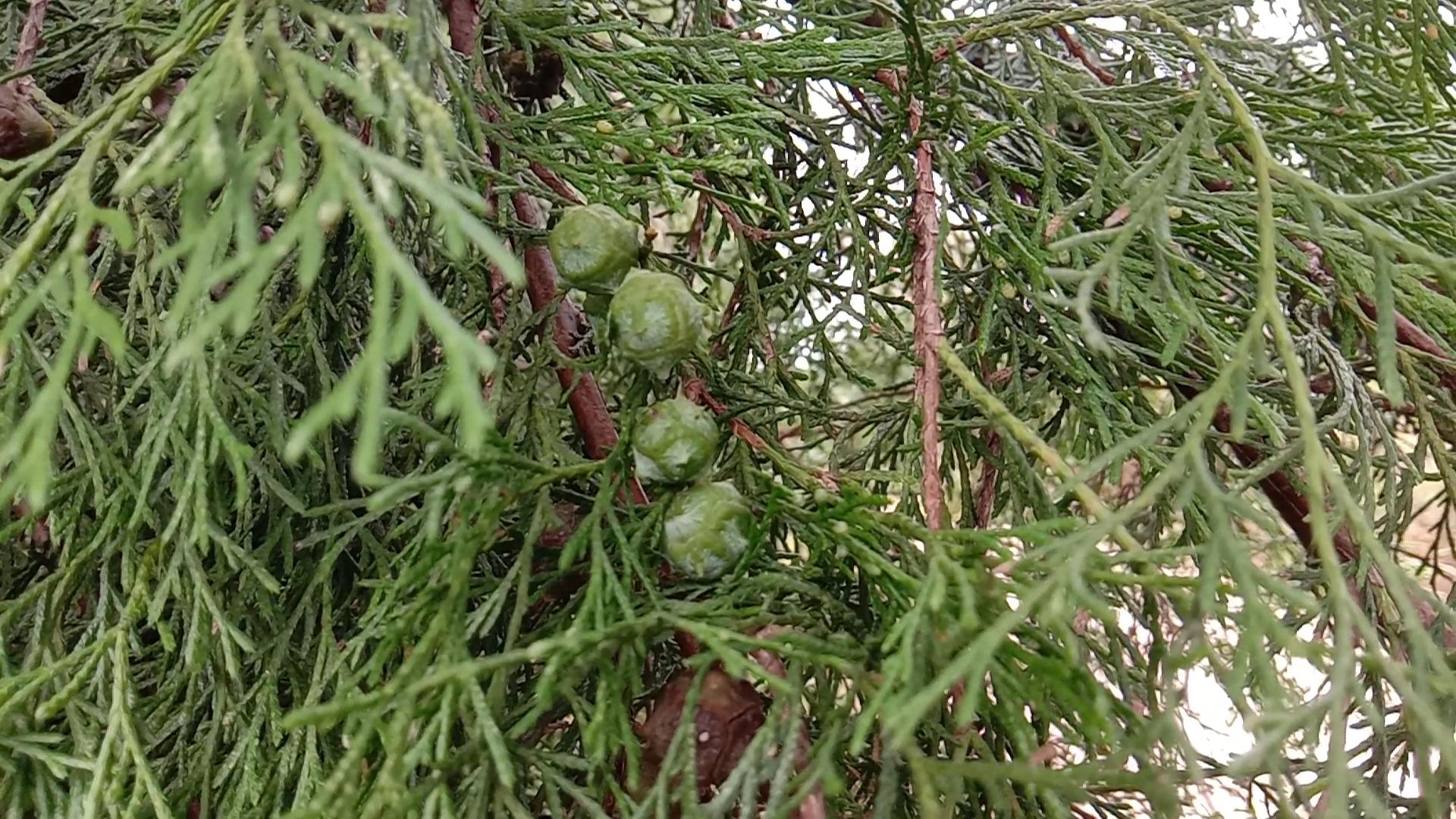 什么树果实做枕头治失眠,侧柏籽枕头长期枕有什么好处