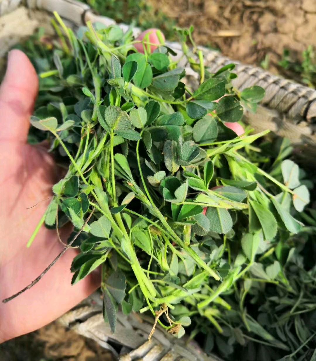 可以吃的野菜大全100种图解,教你认识100种野菜