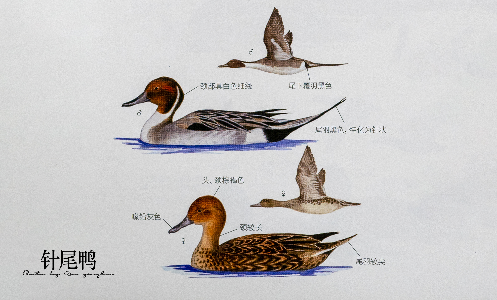 涓滄睙鎻借儨,涓滄睙鎻借儨楦熺被