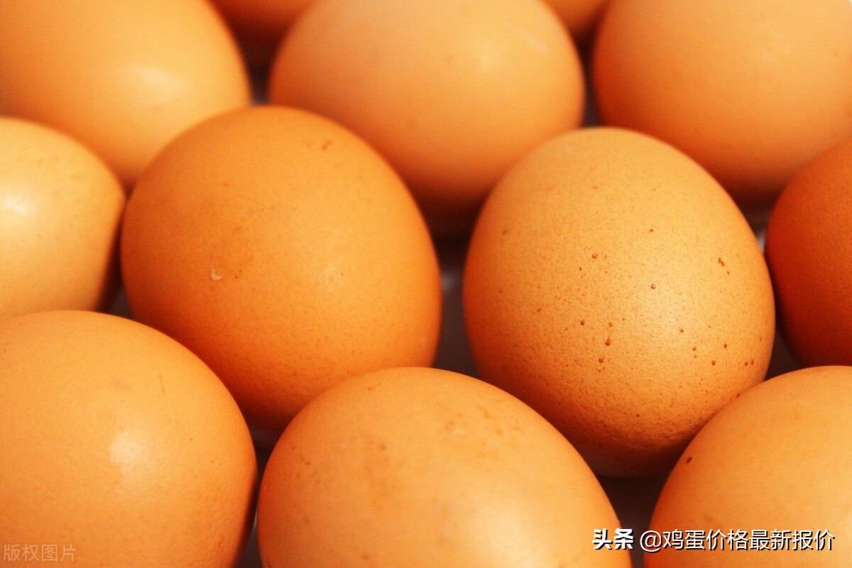 2021年11月26日河北鸡蛋价格,2019年8月31号河北辛集鸡蛋价格