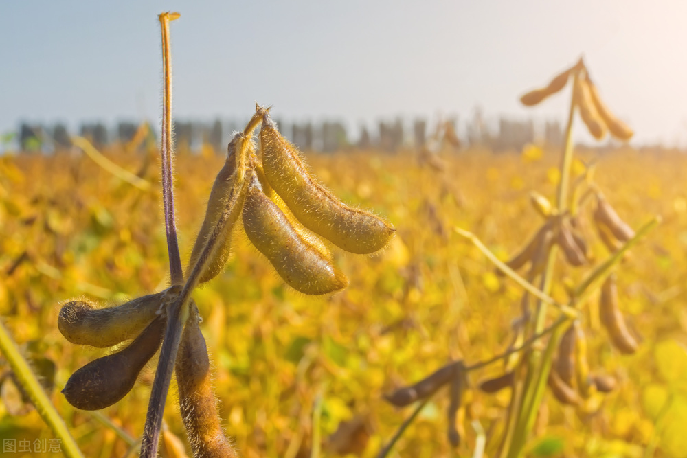 今日大豆价格全国涨跌表,大豆价格行情今日报价4月7日