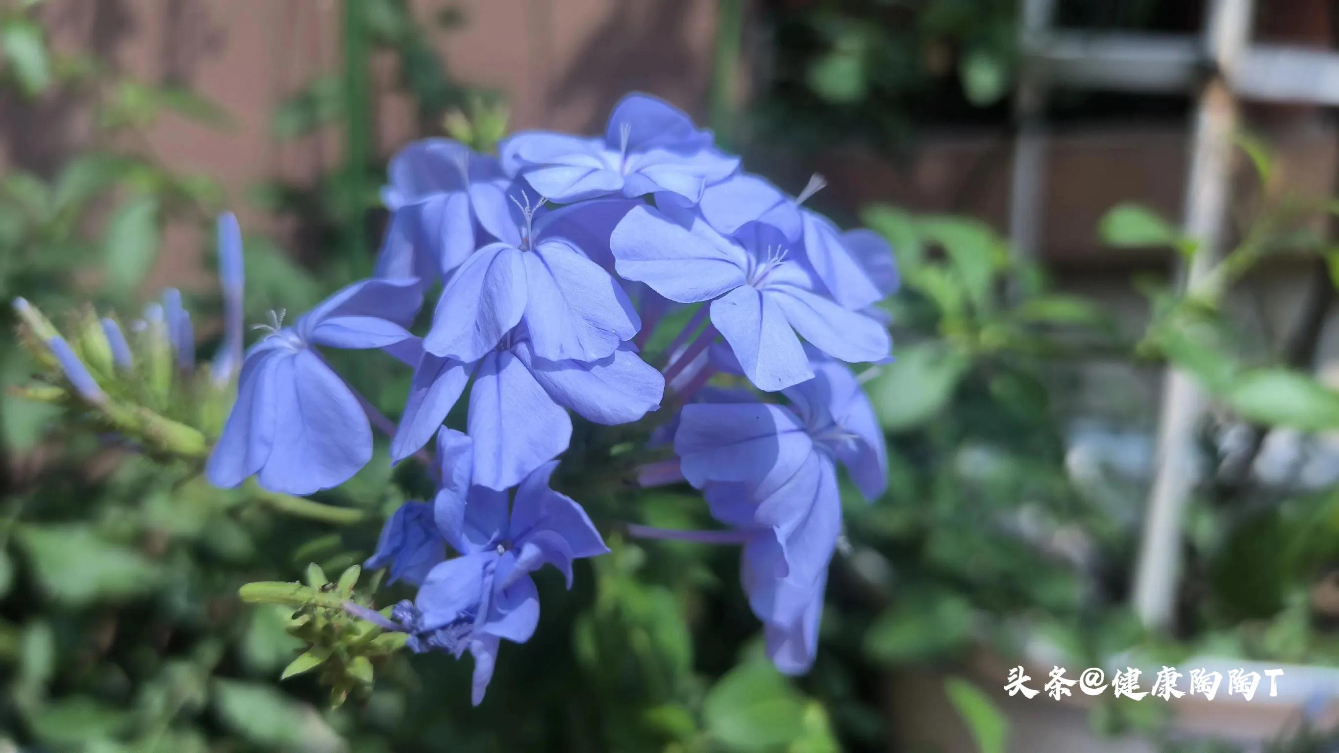 美丽的星期天小号音乐,美丽的星期天完整版