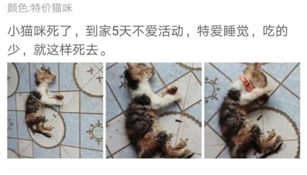 气死！拼夕夕150元买德牧，到手一看，山东德州牧鸡犬？？