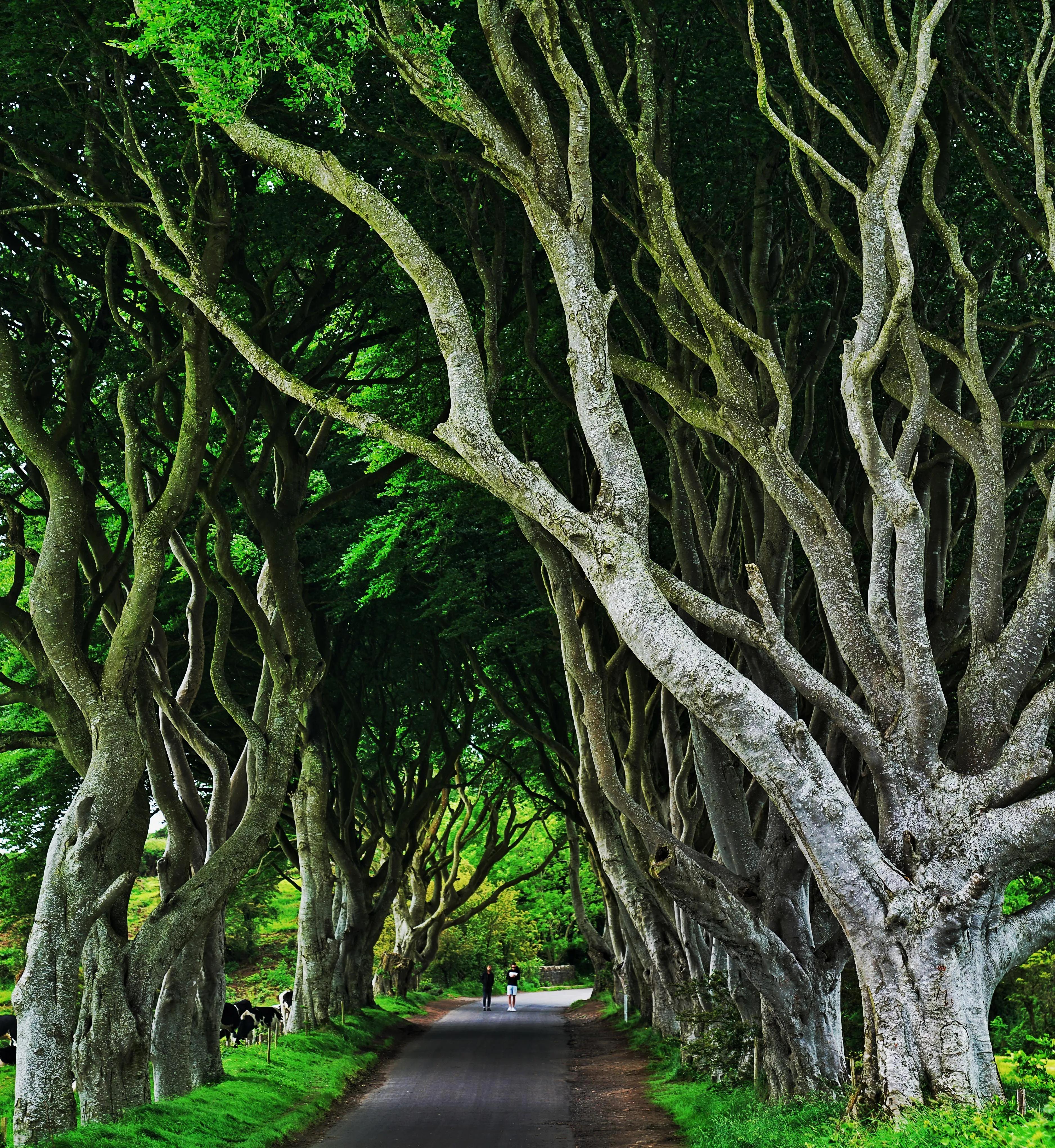 英伦三岛贝尔法斯特,体验权力的游戏