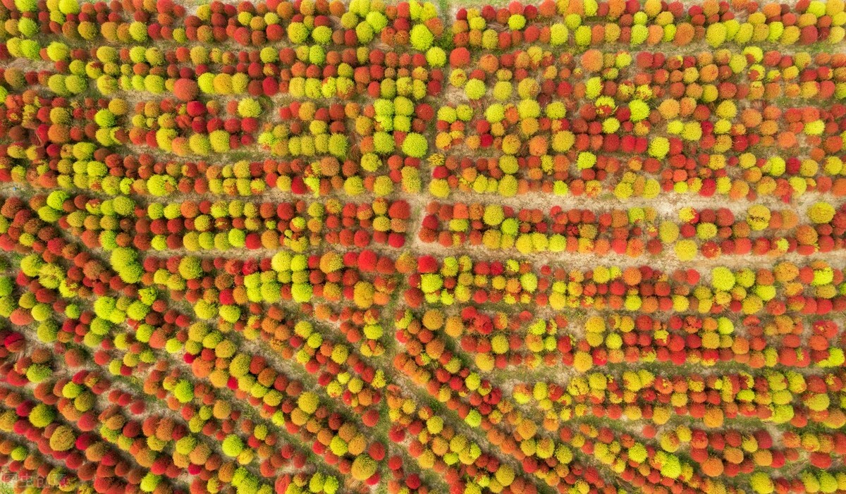 秋日上海好去处,上海秋日风景