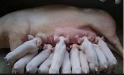 提高母猪产奶量,母猪配准前怎么管理