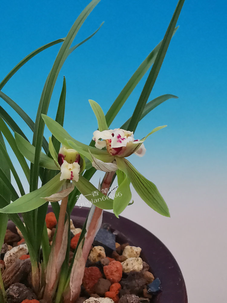 花开欣赏,春兰四喜蝶图片欣赏