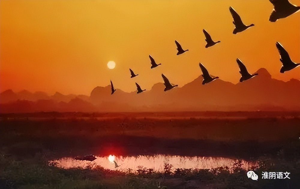 翘首鸿雁,仰头雁南飞