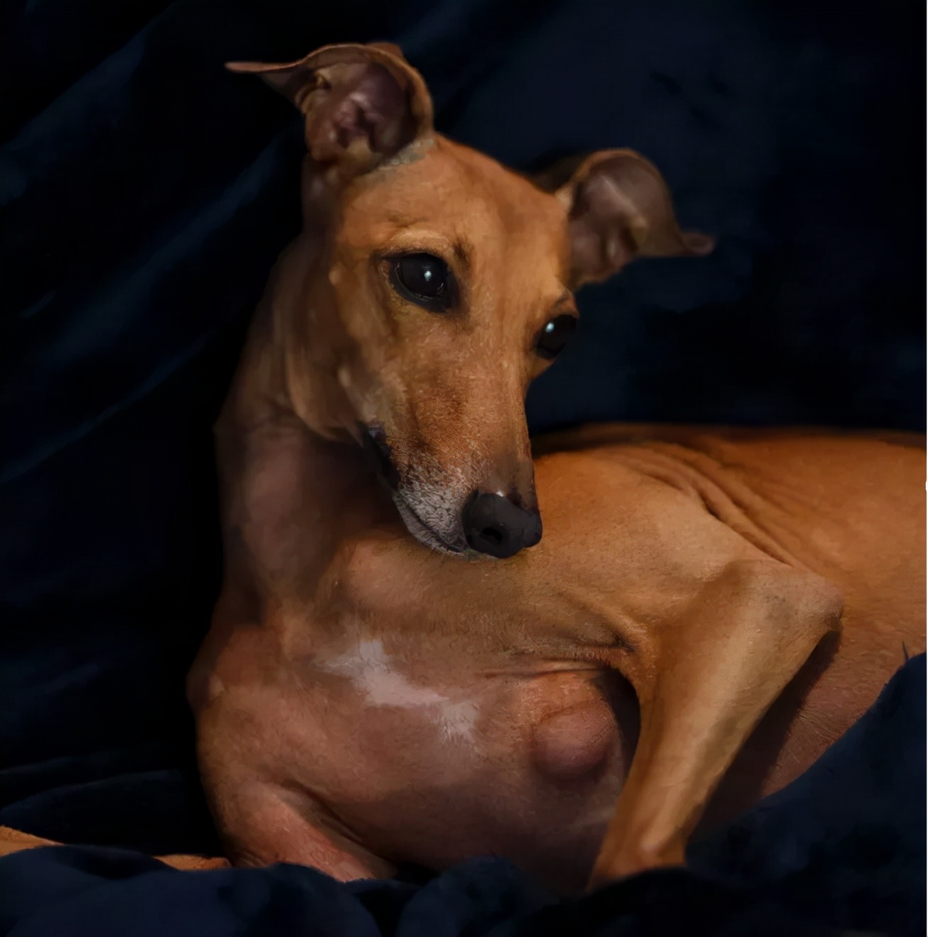 一只流浪狗被收留后成功的逆袭了,一只被遗弃狗狗的逆袭之路