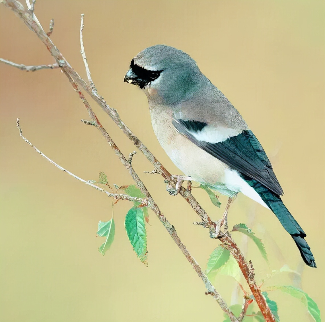 羽色最绚丽的鸟图片,鸟类雨后飞翔照片