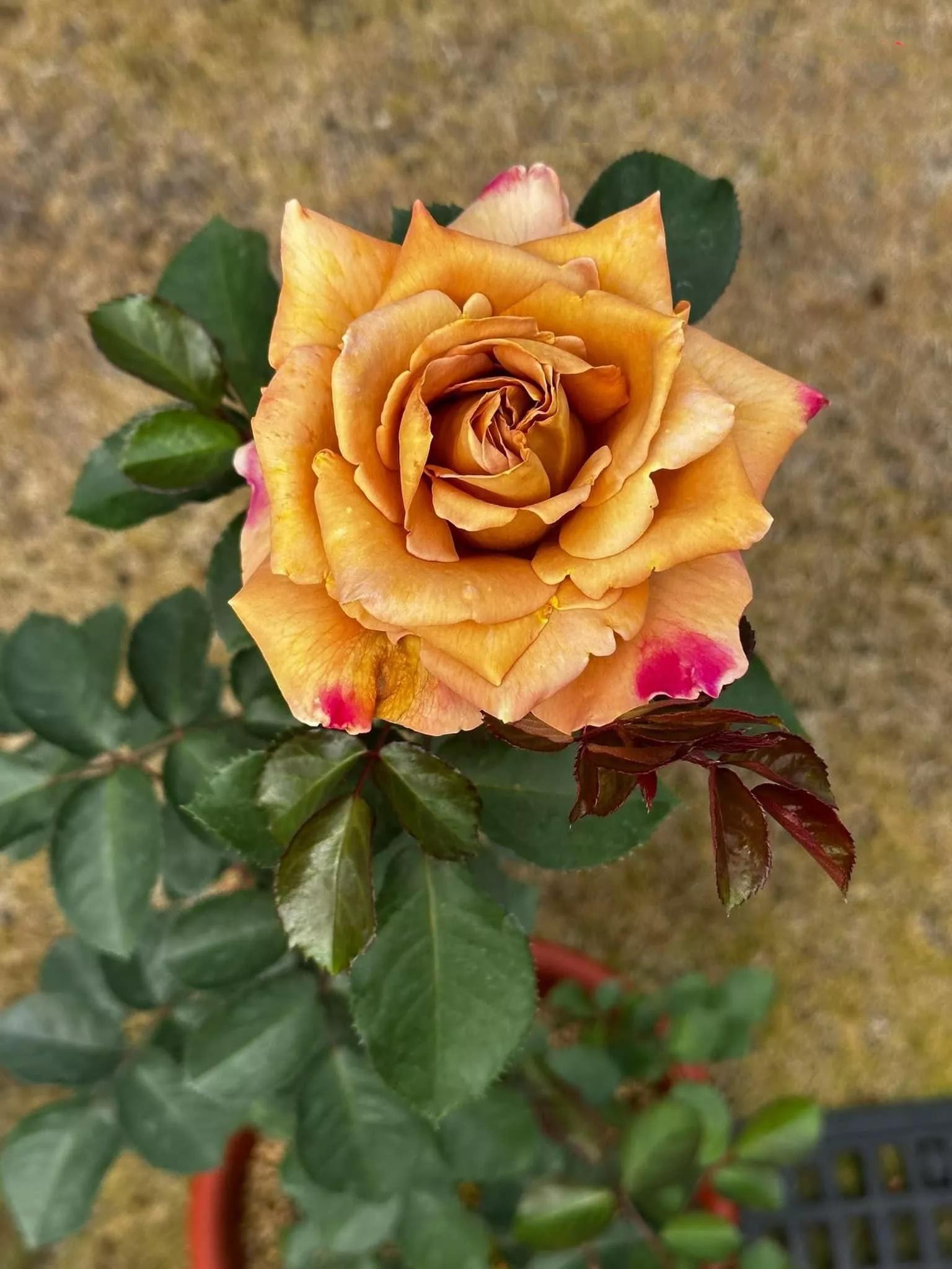 月季品种醉花,月季品种大全及图片欣赏