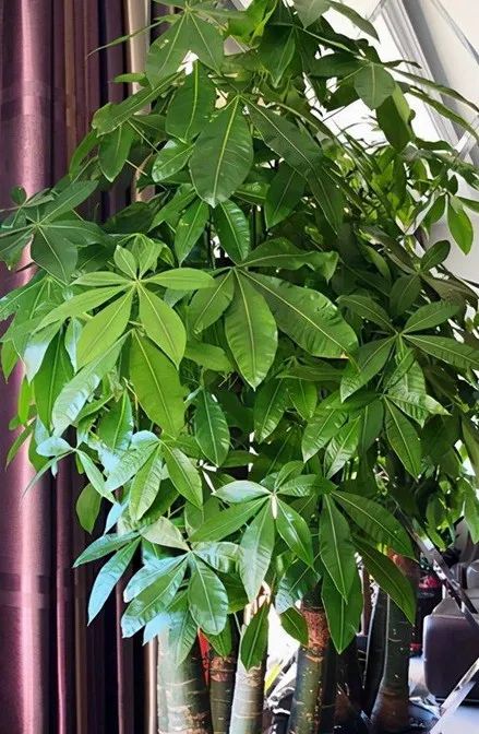 招财树叶子枯黄掉叶小妙招,招财树叶子发黄掉落怎么补救