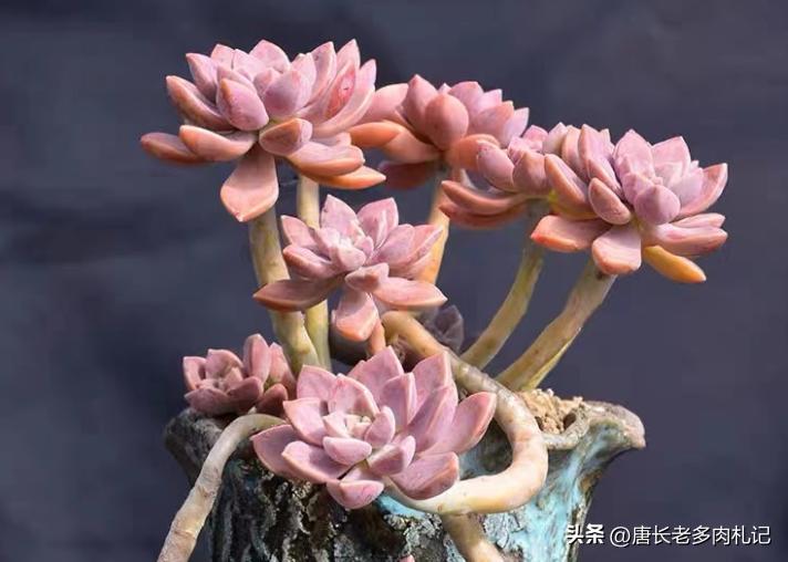 多肉阿伦怎样养护,夏天不怕晒的多肉品种