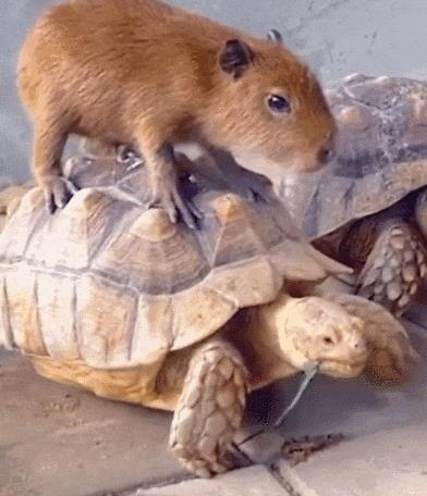 水豚喜欢一动不动,水豚为啥喜欢在水里