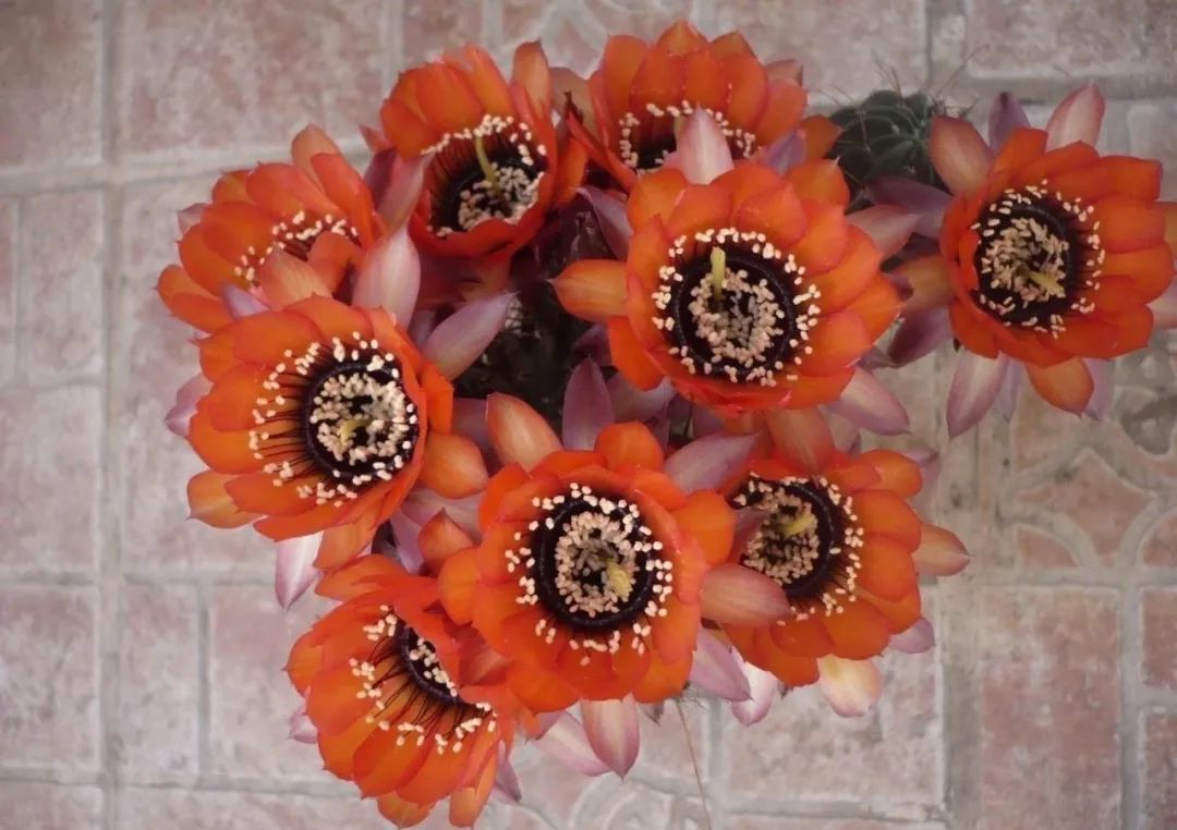 200种·仙人球开花图鉴，大开眼界，美到爆