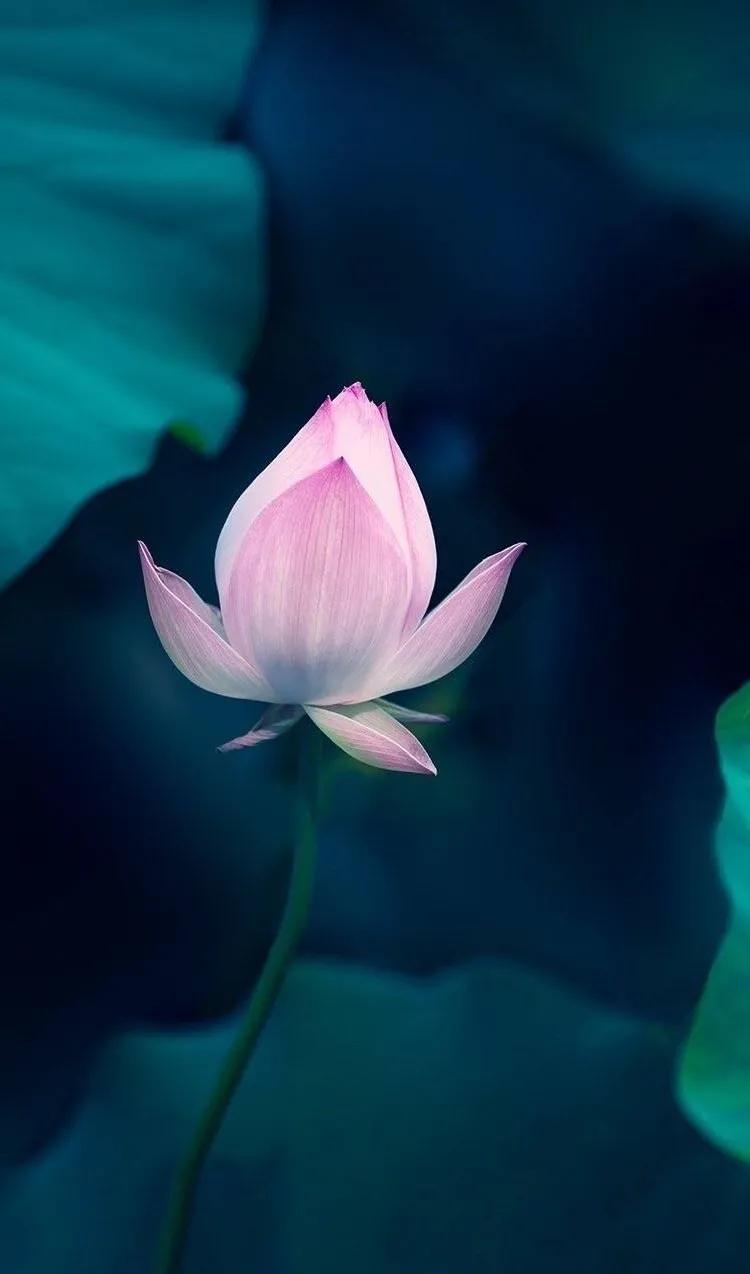 漂亮美丽的荷花壁纸,雨中荷花壁纸荣盛城