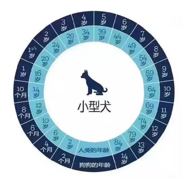 蝴蝶犬的寿命一般多长时间,蝴蝶犬寿命一般能活多少年