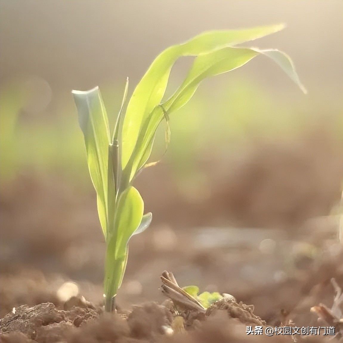 校徽创意设计40年,学校校徽logo设计图片五周年