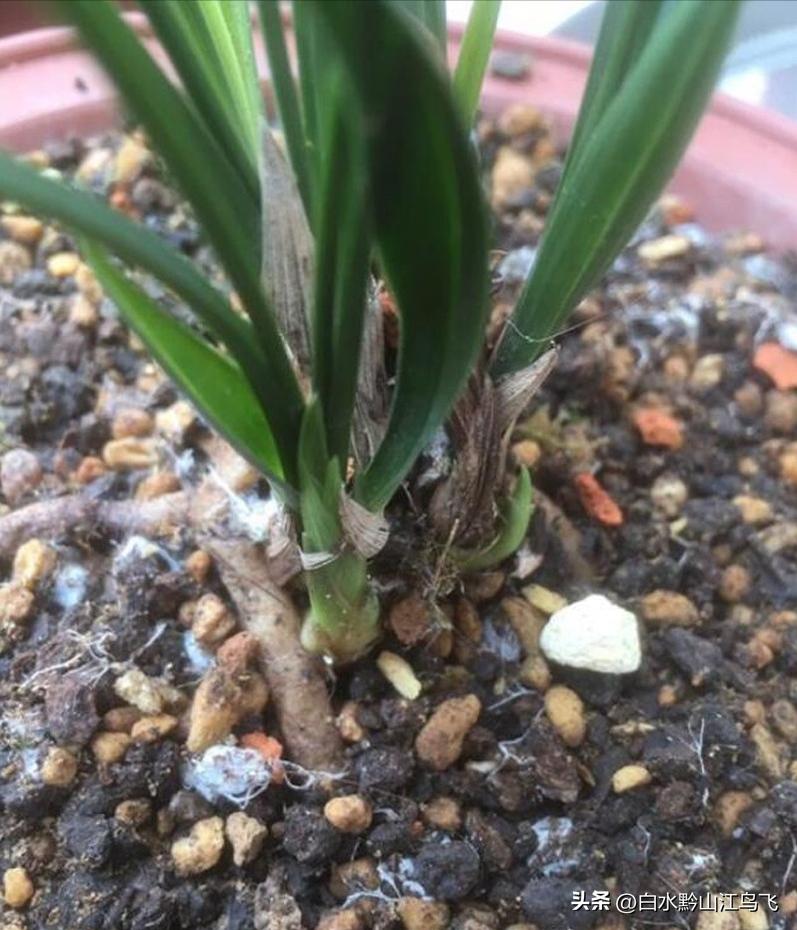 兰花盆白色,兰花盆有白色像霜的物质
