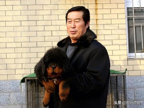 纯种野生藏獒濒临灭绝,藏獒这10年来都经历了啥