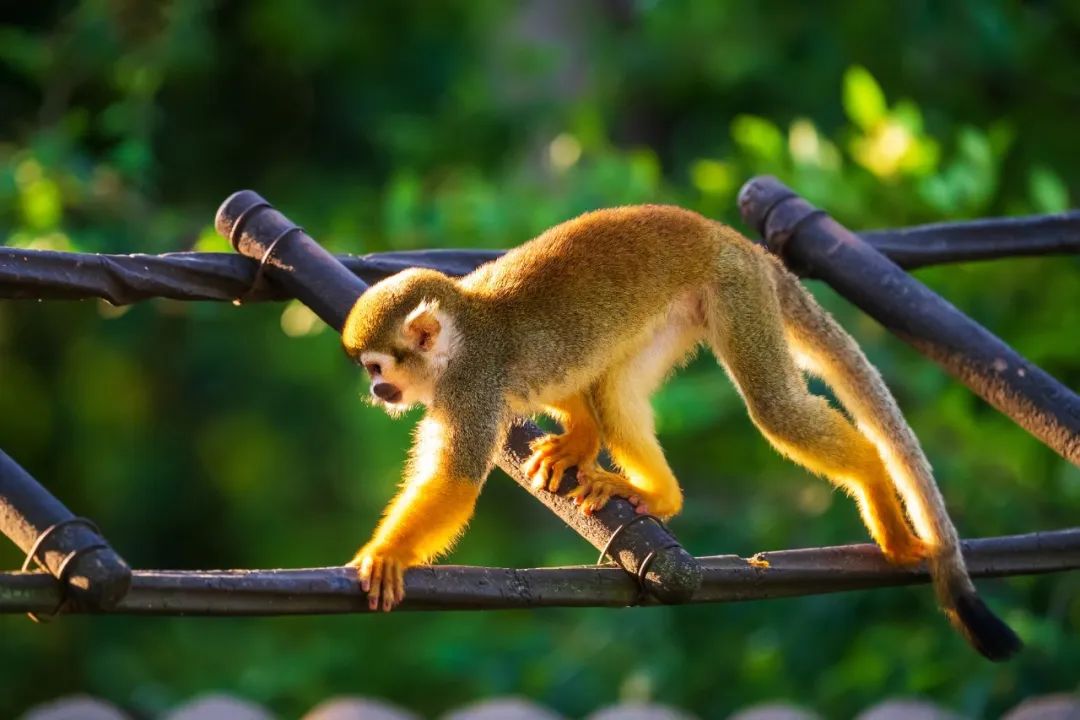 150-600mm超长焦镜头,150-600长焦镜头能拍多远