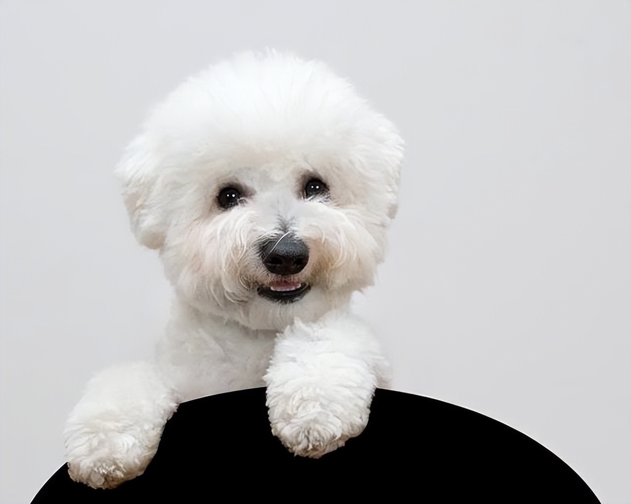 比熊怎么挑狗粮,比熊怎么挑才健康