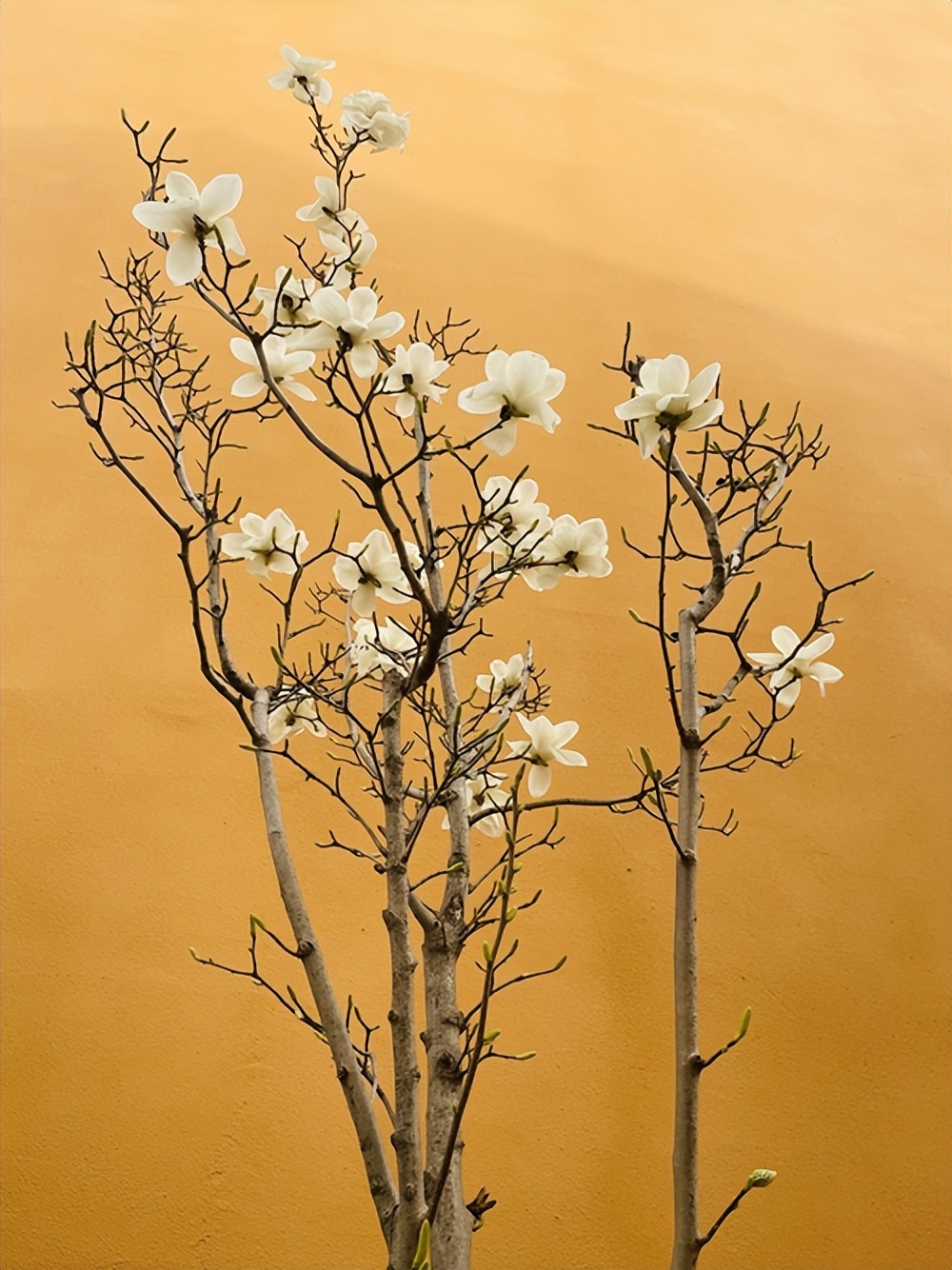 西安市浐灞第一中学2019届,西安浐灞第一中学