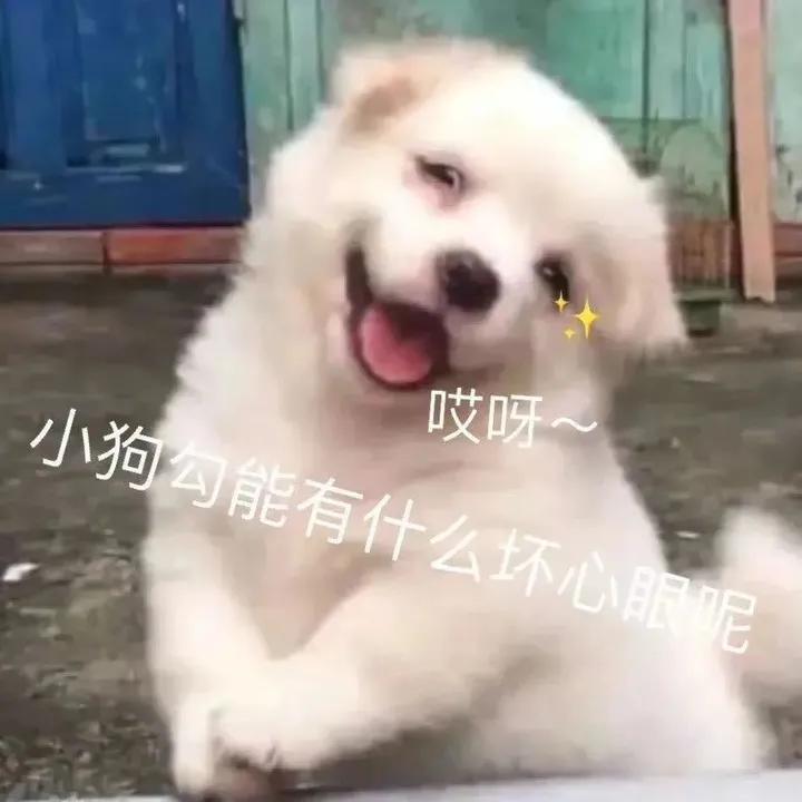 有哪些沙雕的句子文案,吃货沙雕又可爱的朋友圈文案