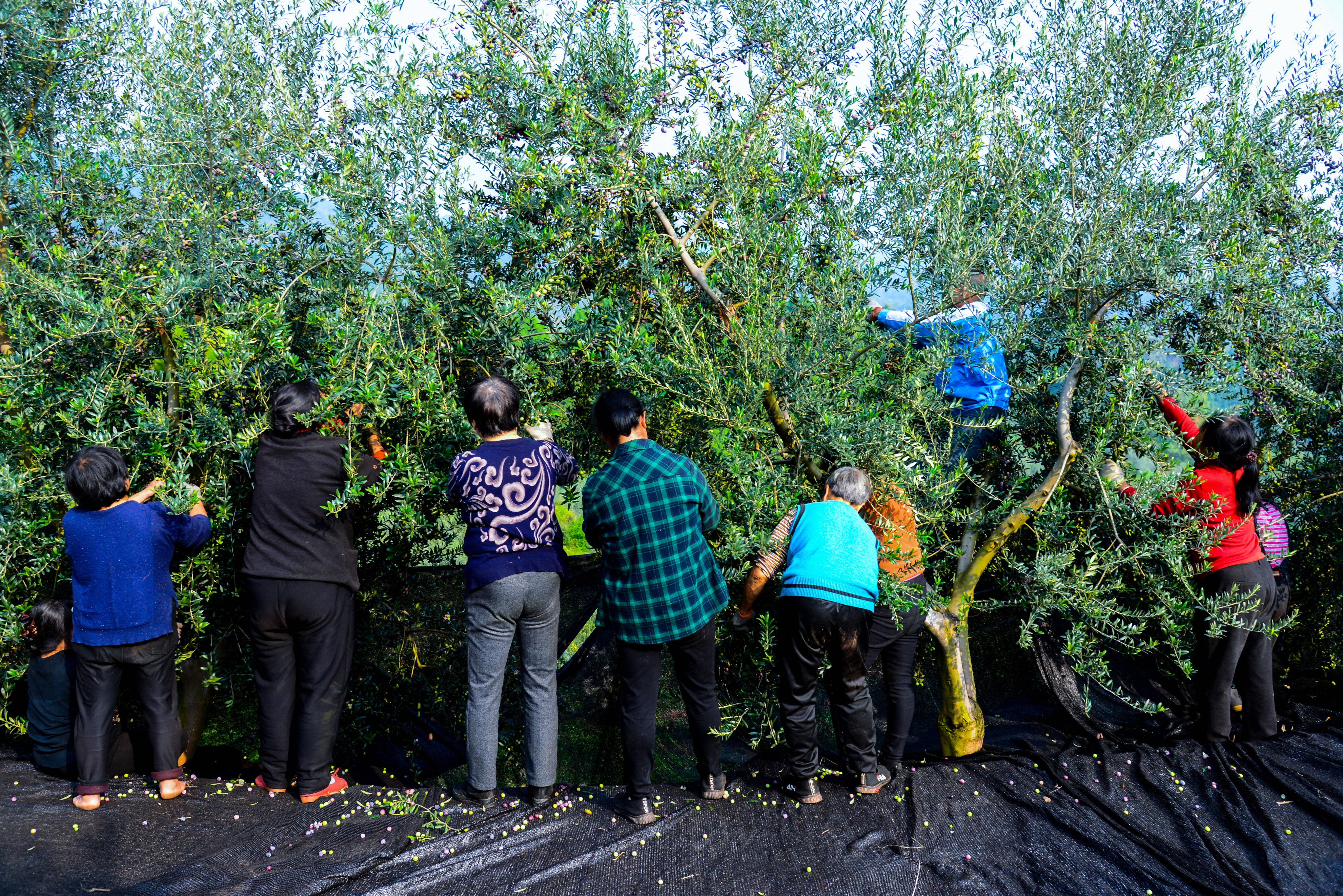 閲戝爞绉嬪鏋滃洯閲囨憳,鎴愰兘閲戝爞姘存灉閲囨憳