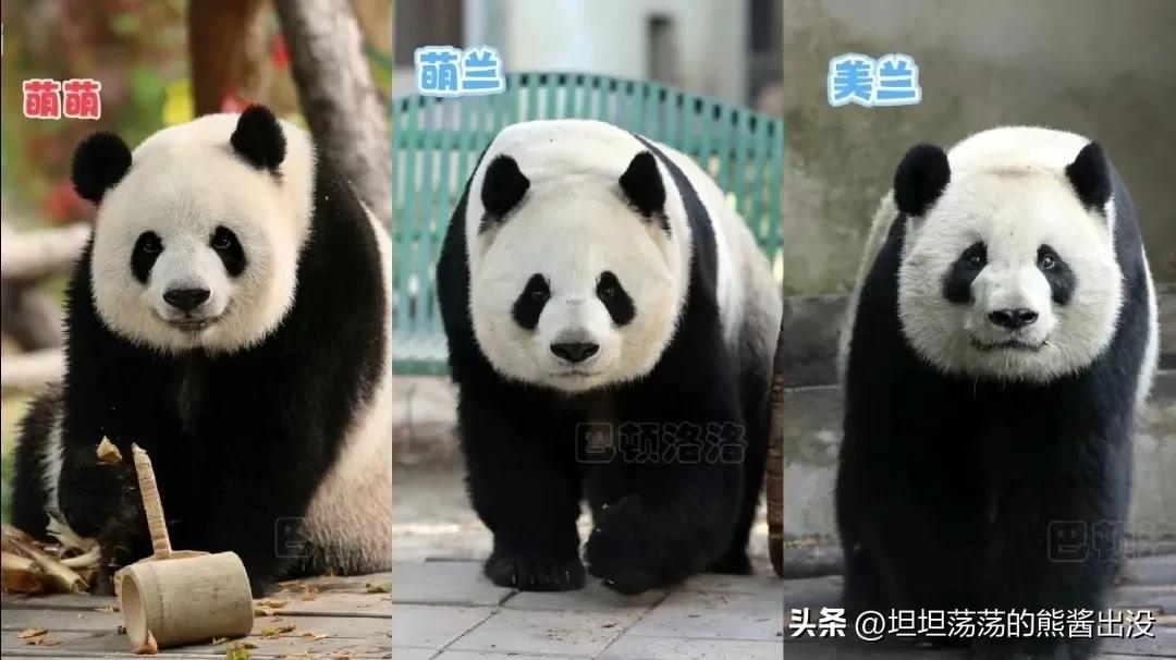 大熊猫萌兰小时候踩熊,大熊猫萌大打萌兰